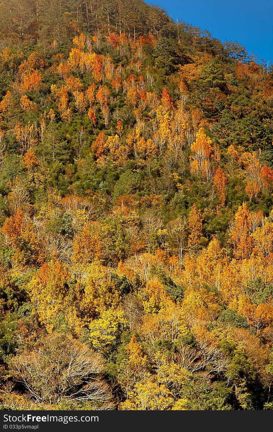 Mountain With Red Yellow Leaf