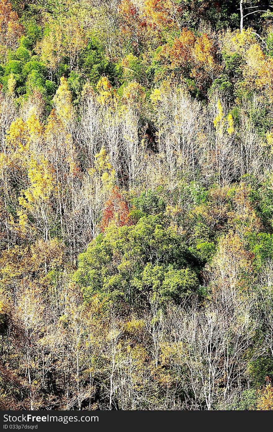 Mountain with red yellow leaf