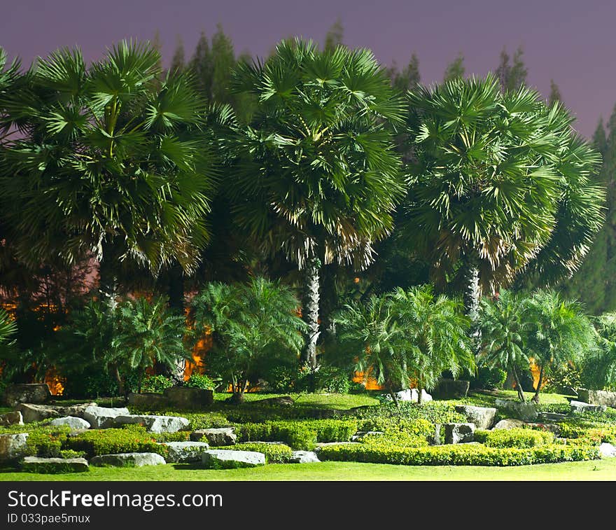 Palm trees in the park at night