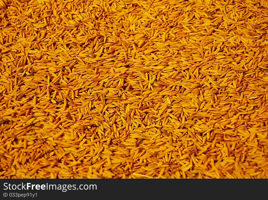 Background of plenty indica rice. Background of plenty indica rice