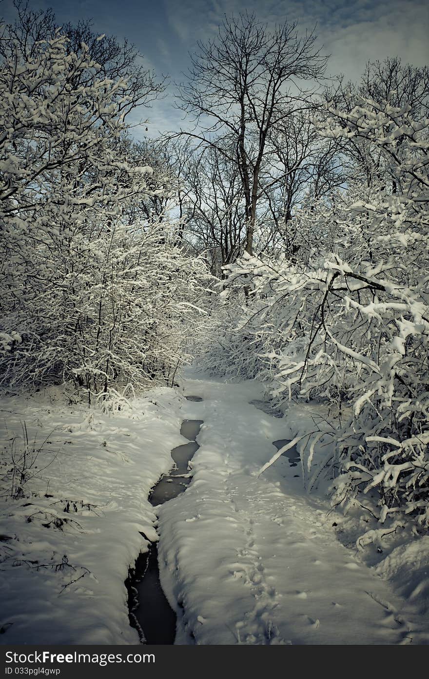 Winter forest in snow