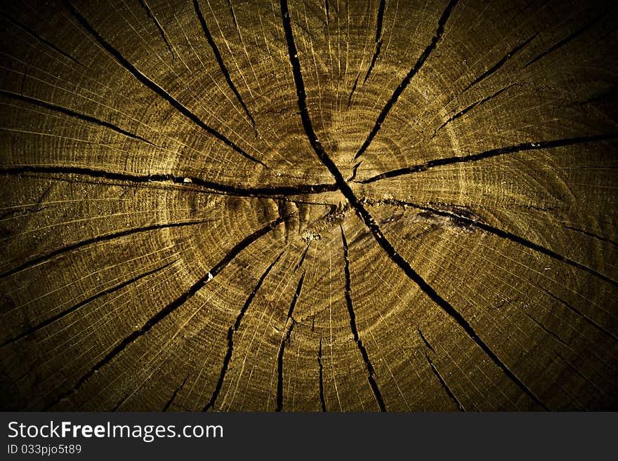 Macro texture of the old stump for background. Macro texture of the old stump for background