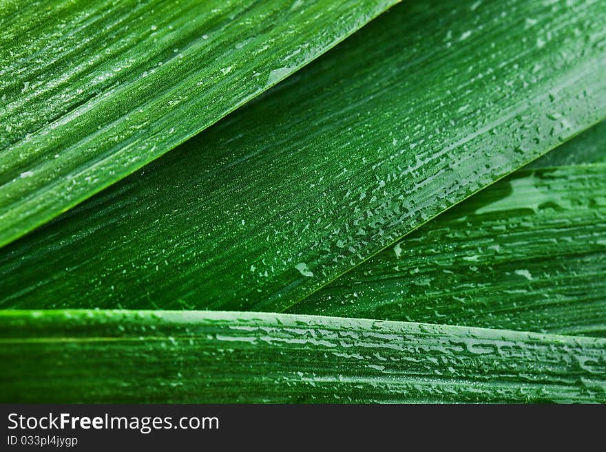 Green leek with drops of water