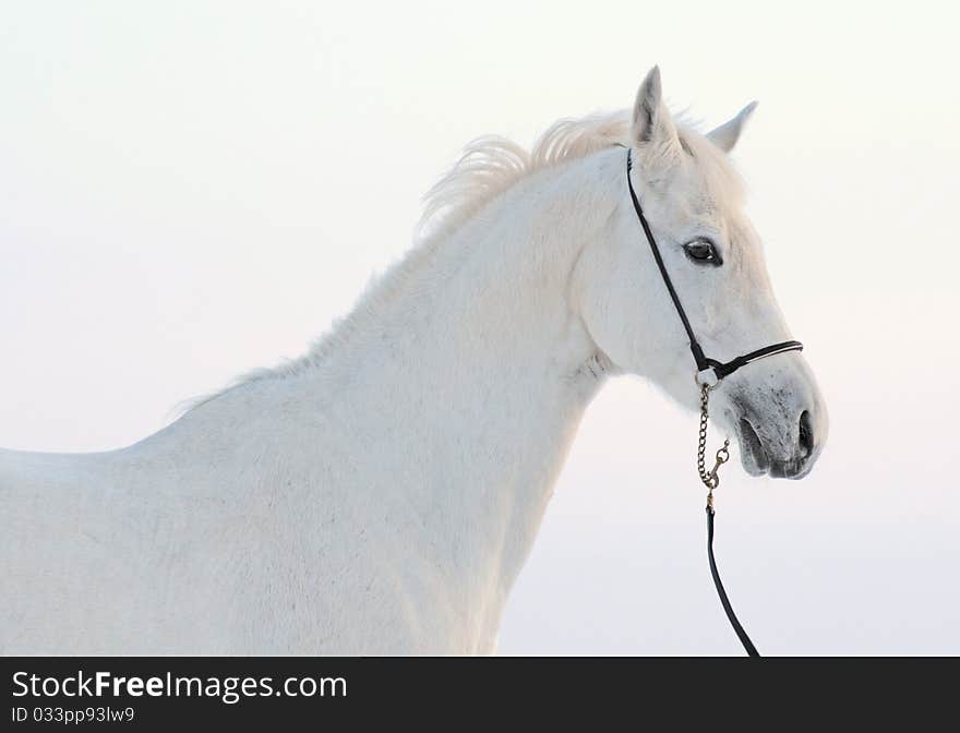 Portrait Of A Gray Horse