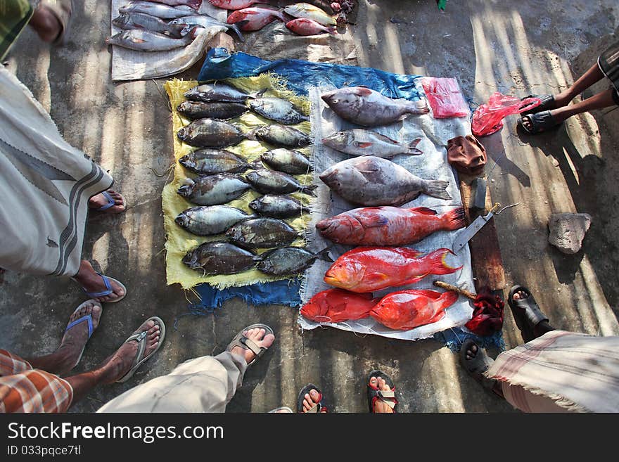 Fish market  - tropical reef fishes