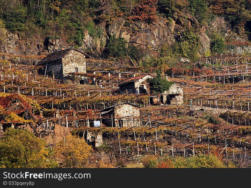 Vineyard in Val D'Aosta, Italy