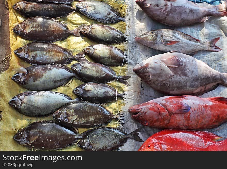 Fish market  - tropical reef fishes