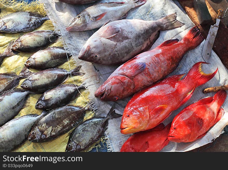 Fish market - tropical reef fish for sale