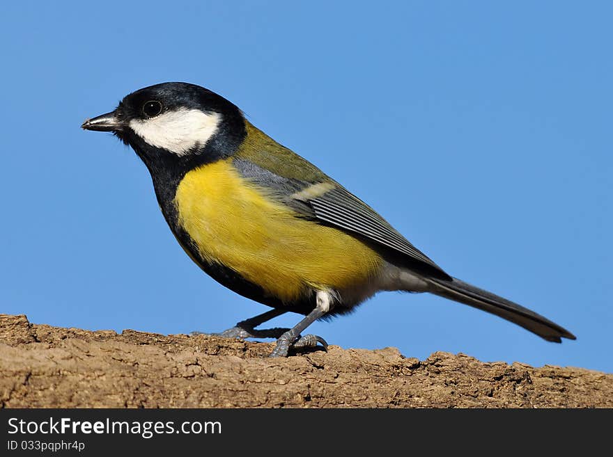 Great tit