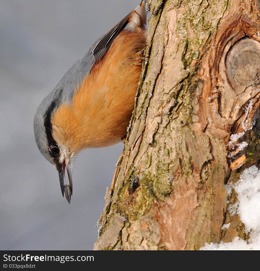 Nuthatch With Sunflower Seed