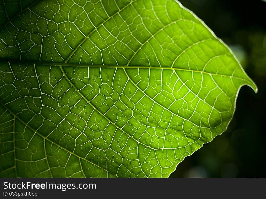 Details of green leaf background