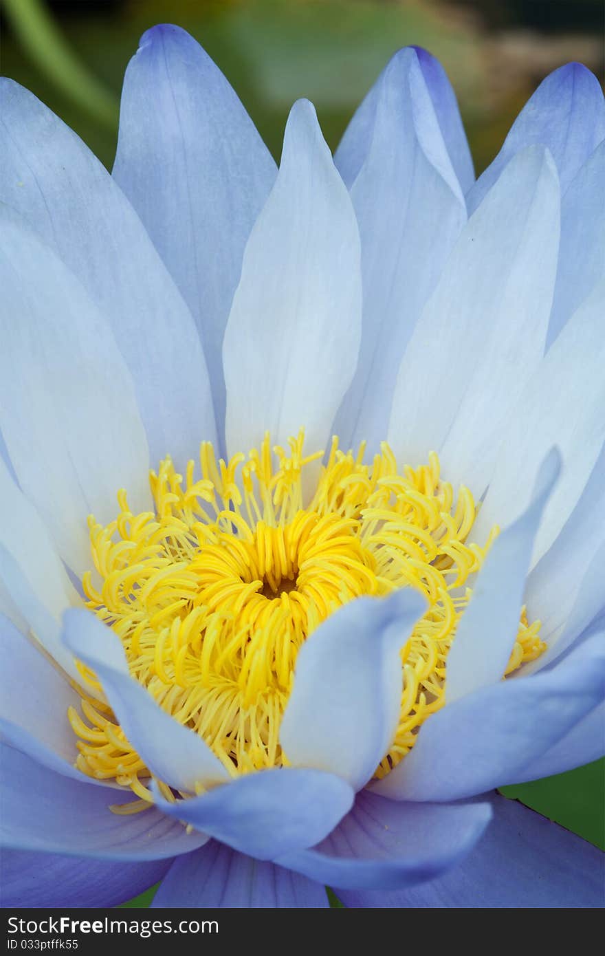 Blue Lotus