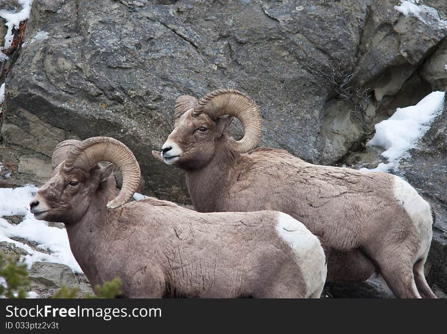 Bighorn sheeps during the winter in Yellowstone