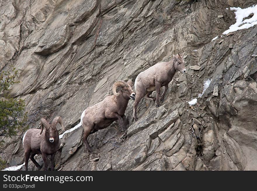 Bighorn sheeps during the winter in Yellowstone