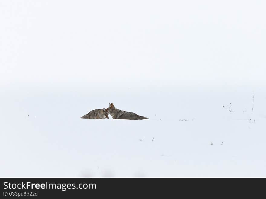 Coyotes during winter in Yellowstone