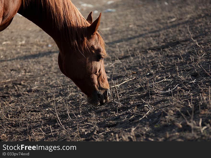 The horse of a brown color eats the dried up grass on a glade. The horse of a brown color eats the dried up grass on a glade