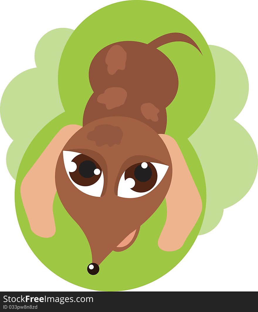 Dachshund puppy sitting on a green background. Dachshund puppy sitting on a green background