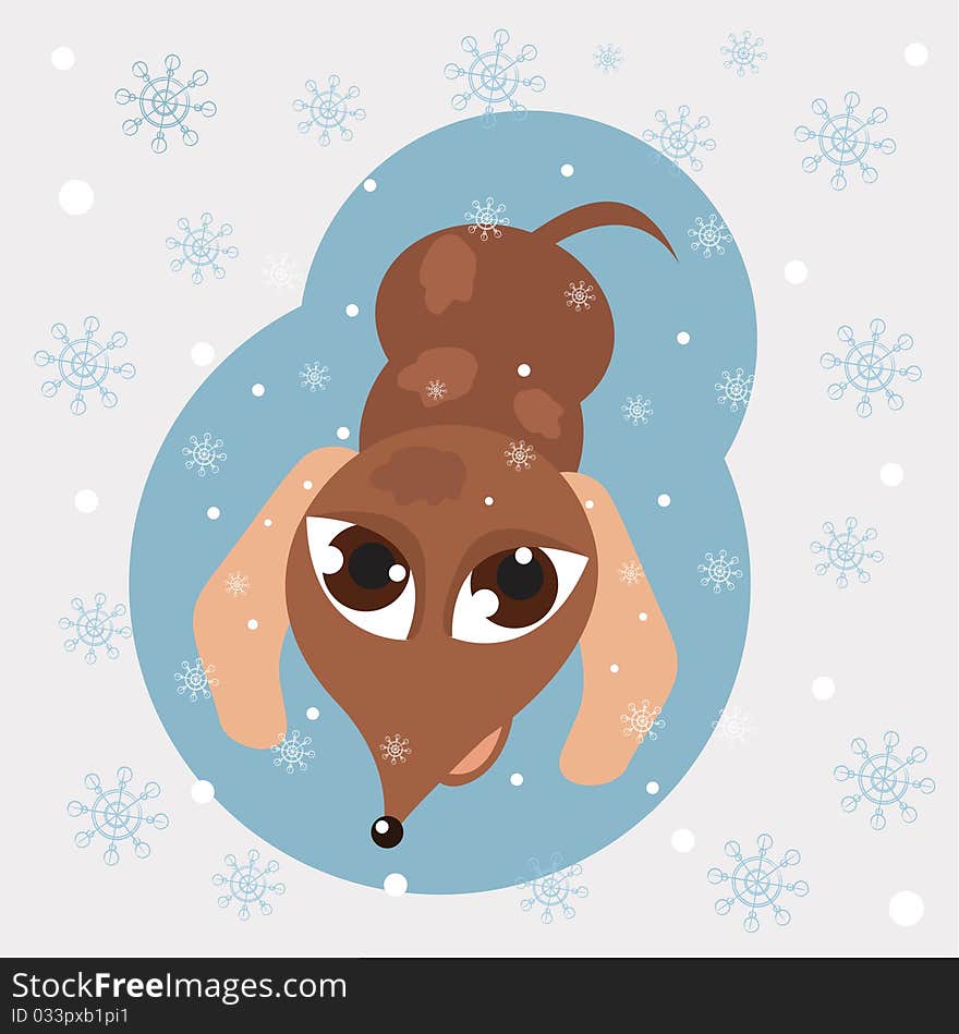 Dachshund puppy looking at the falling snowflakes. Dachshund puppy looking at the falling snowflakes