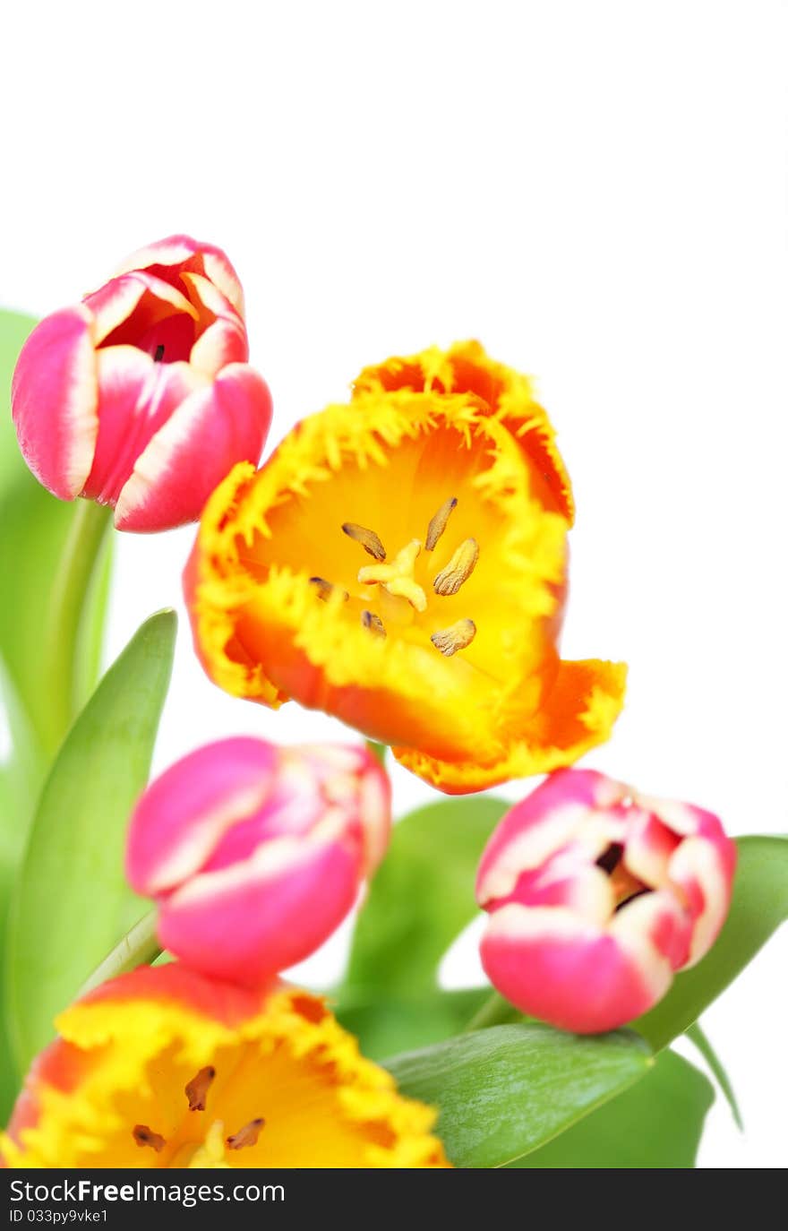 Close-up of tulip flower