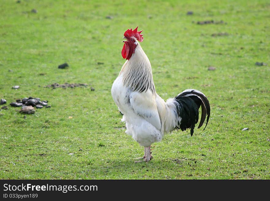 Rooster in the field crowing