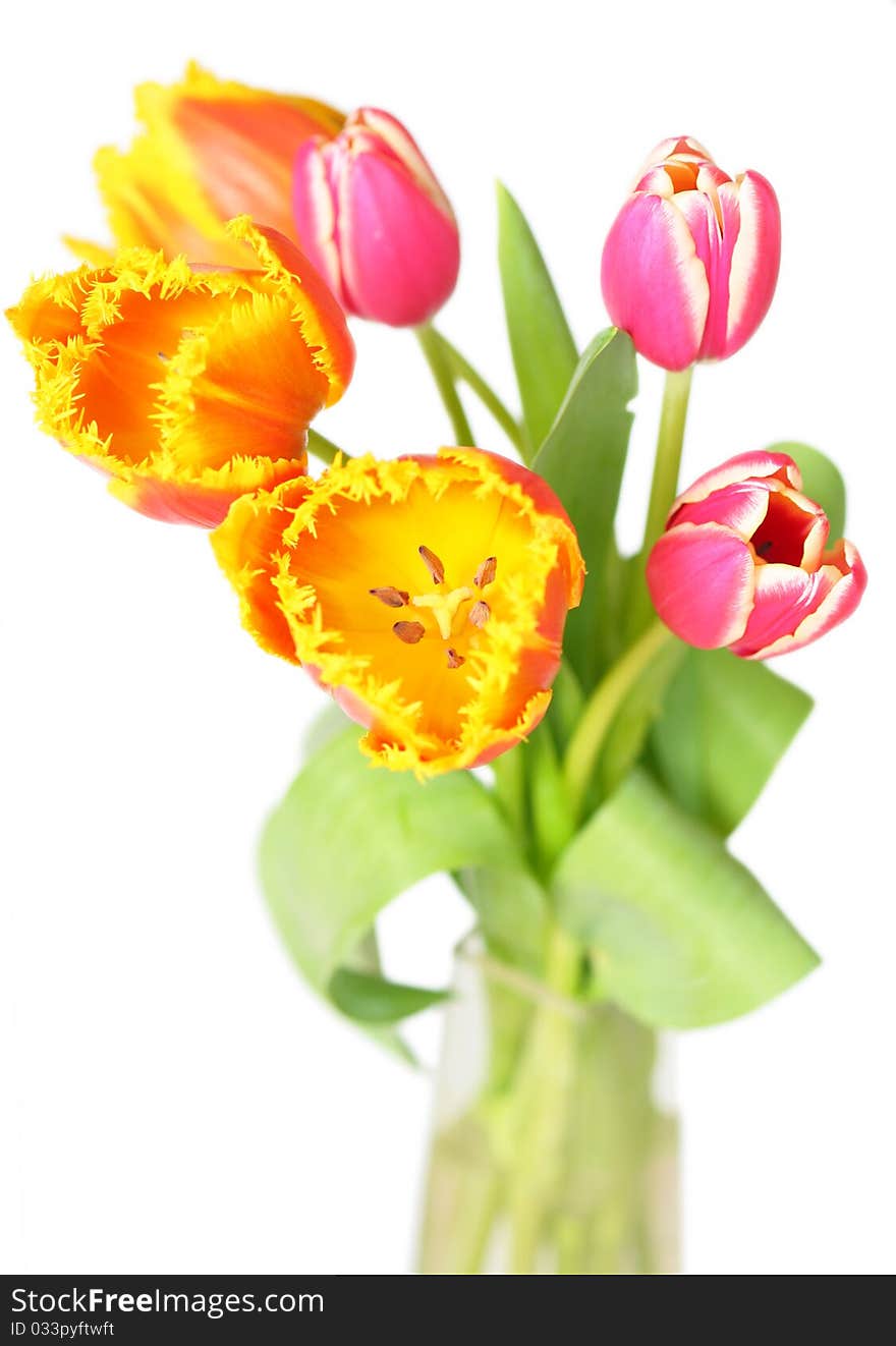 Tulips