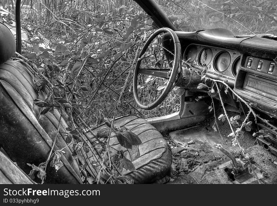 Car Reclaimed By Nature