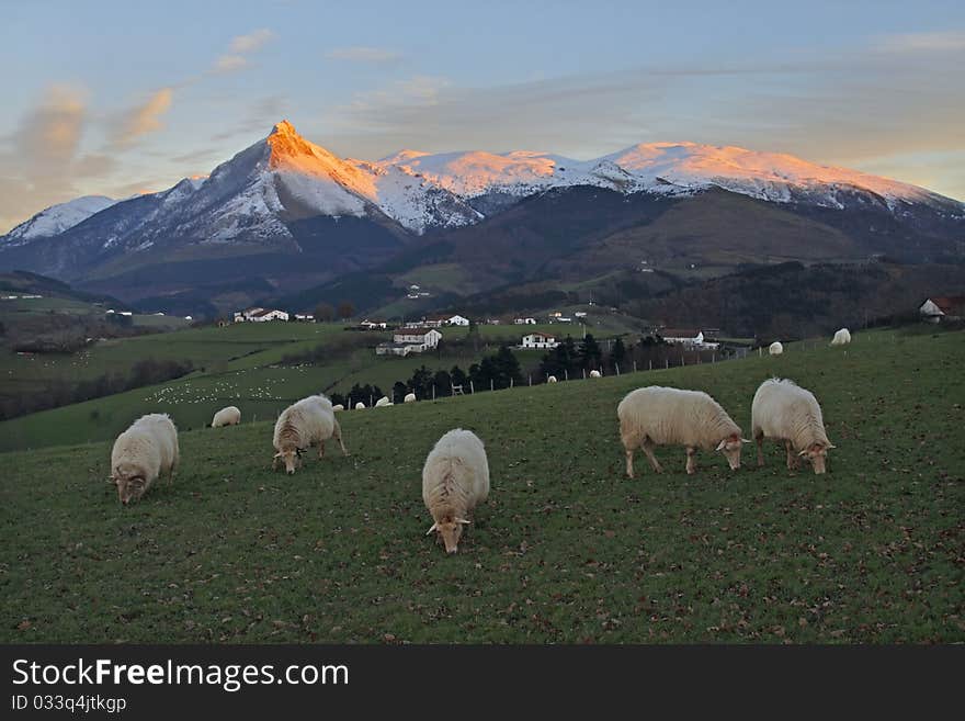 Grazing sheep with mountains in the background