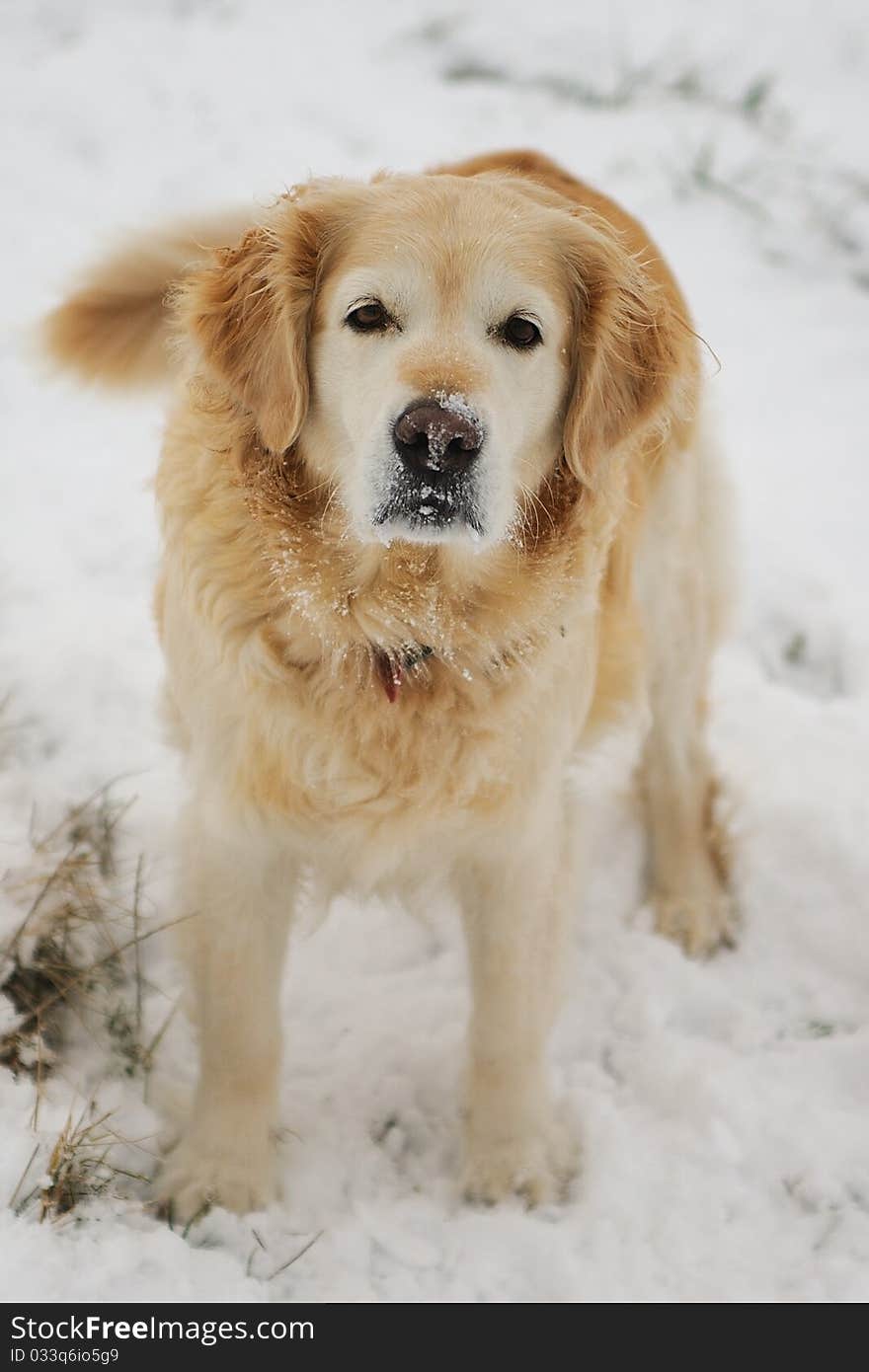 Golden retriever in the snow