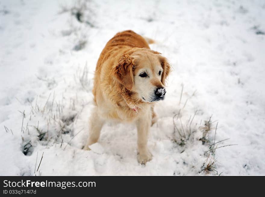 Golden retriever in the snow playing