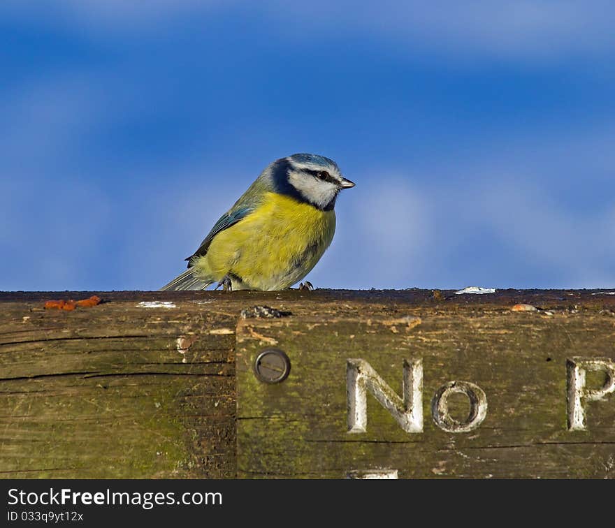 Blue Tit on Fence