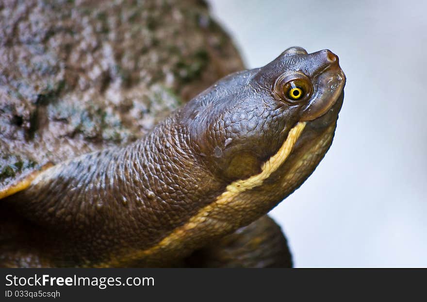 Close up of a cheeky turtle. Close up of a cheeky turtle.