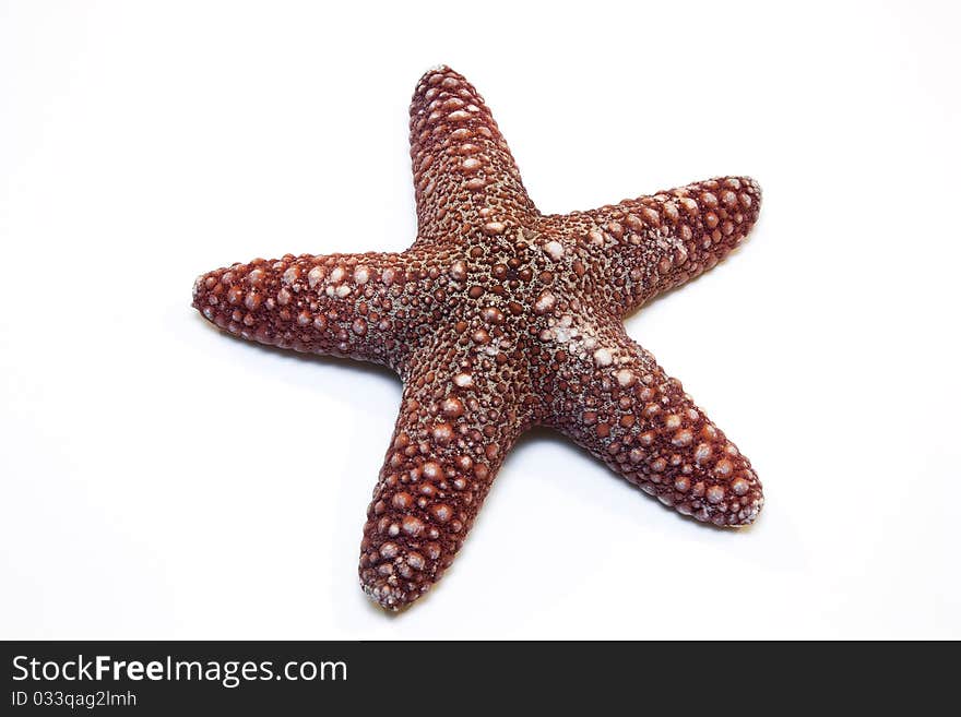 Close up of a Starfish on a white background. Close up of a Starfish on a white background