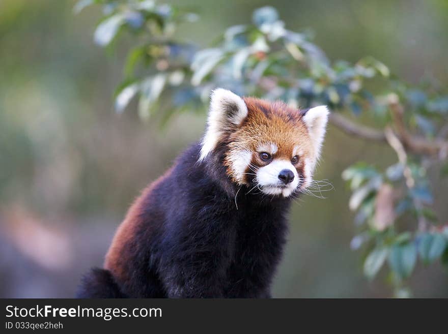 Ailurus fulgens is watching something.