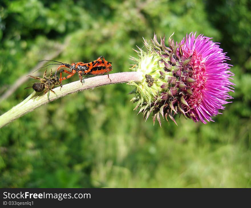 Insect with spider