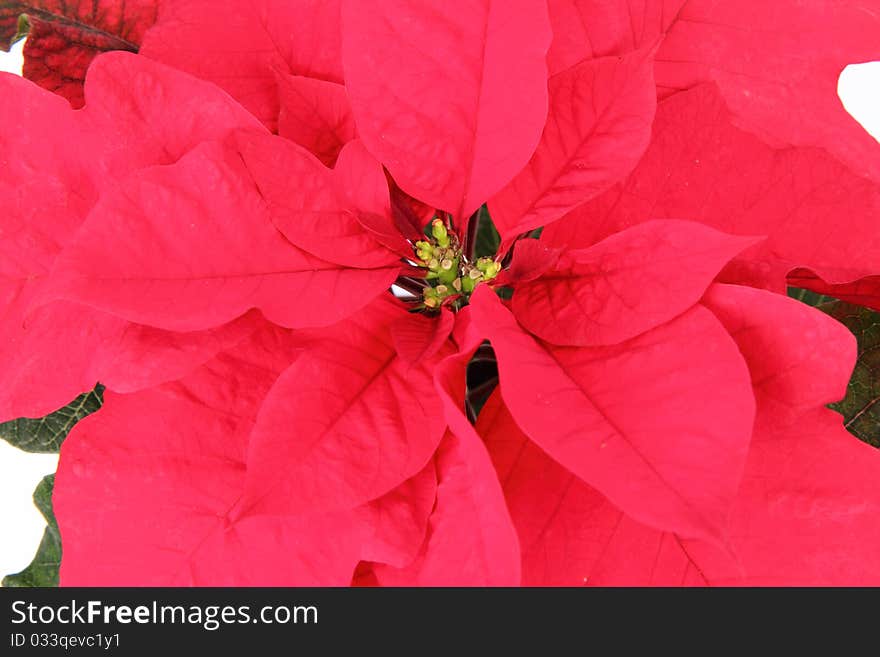 Poinsettia flower on white background