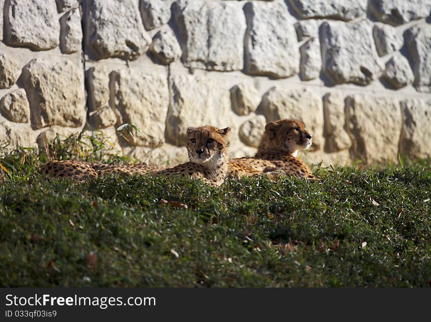 Cheetah is watching something in sun light.