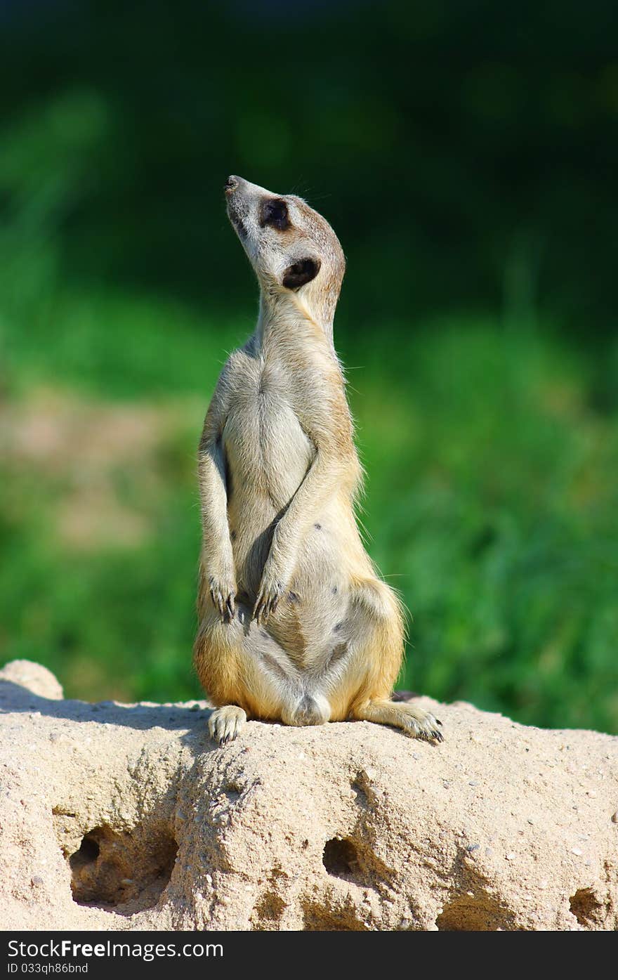 Suricate guard looking for danger