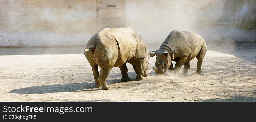 Fighting rhinoceros