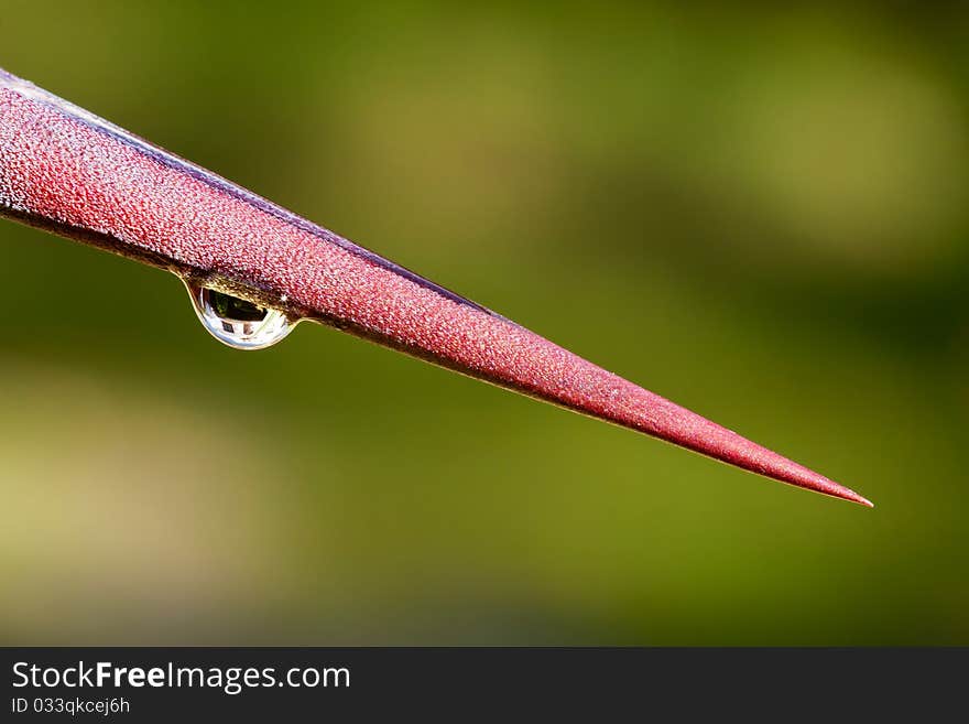 A drop of water of thorns