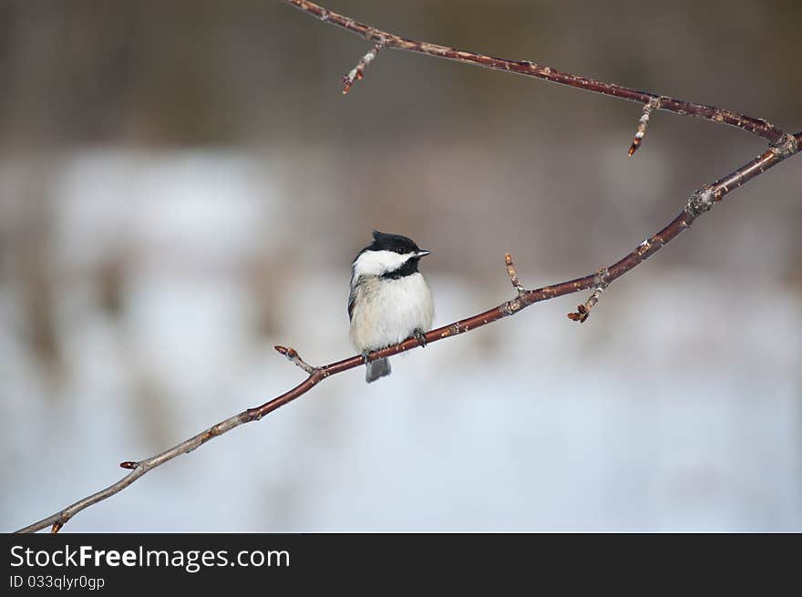 A Black-capped Chickadee (Poecile atricapillus) perches on a birch branch in winter. A Black-capped Chickadee (Poecile atricapillus) perches on a birch branch in winter.