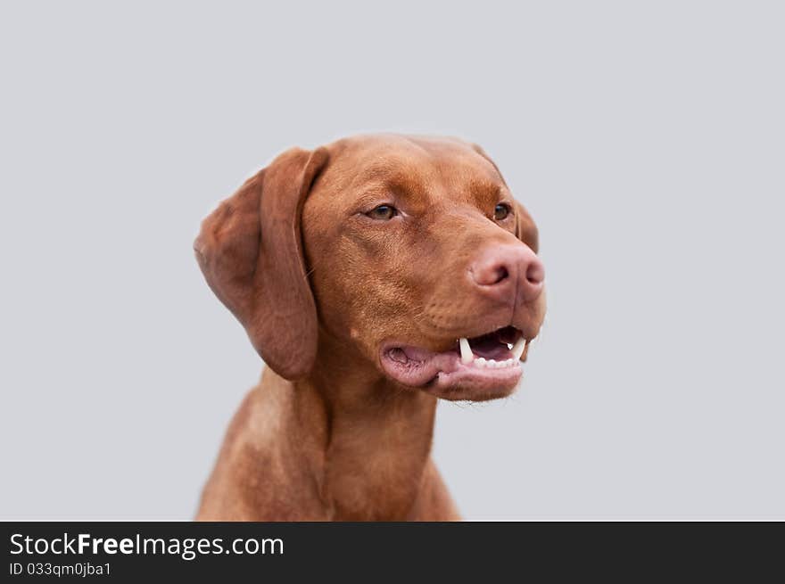 A close-up shot of a female Vizsla dog shot with shallow depth of field. A close-up shot of a female Vizsla dog shot with shallow depth of field.