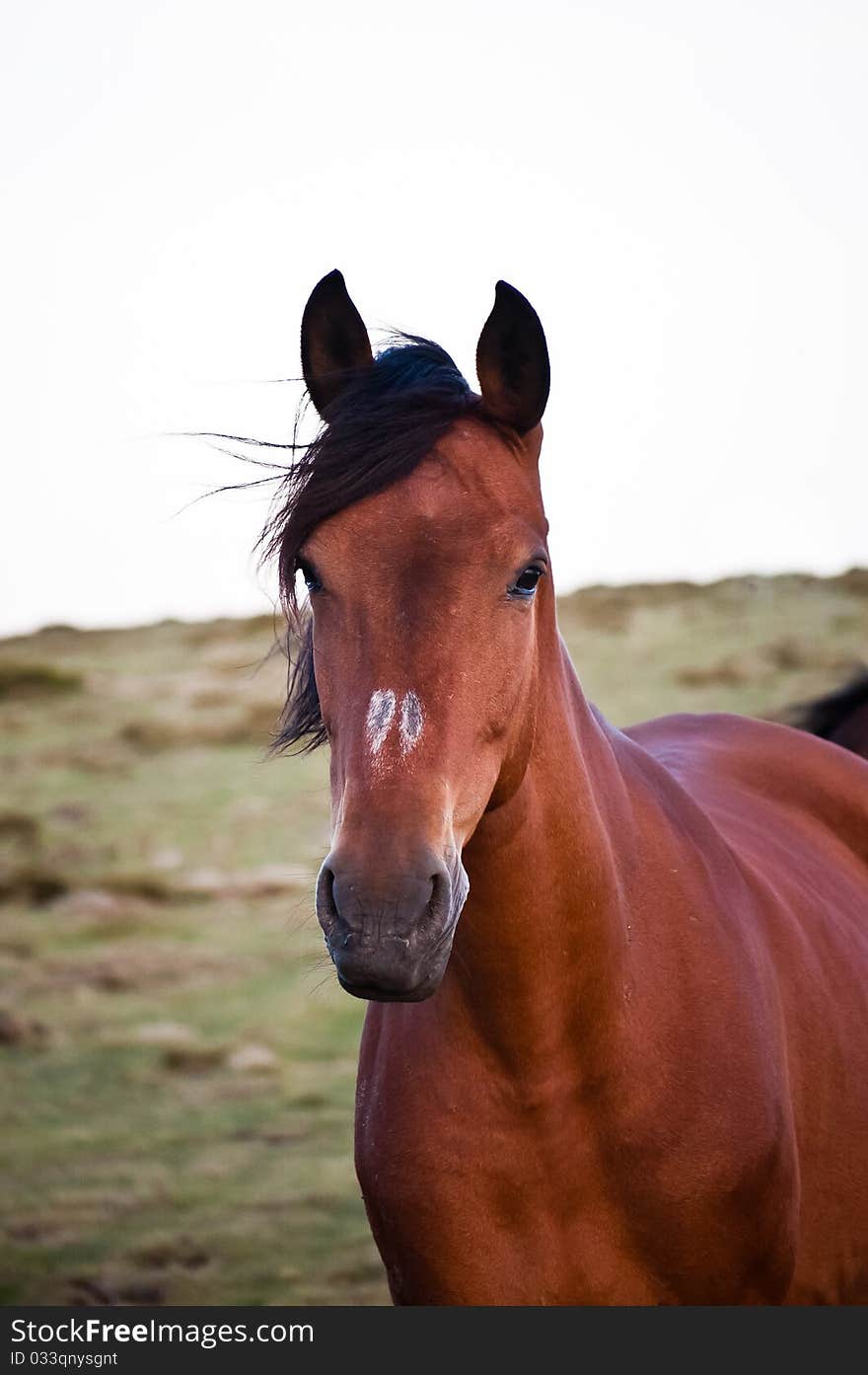 Horse running free on field