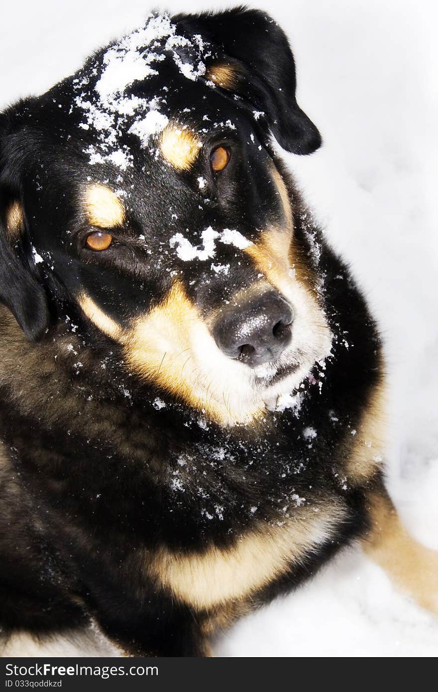 A shepard husky cross in the snow. A shepard husky cross in the snow