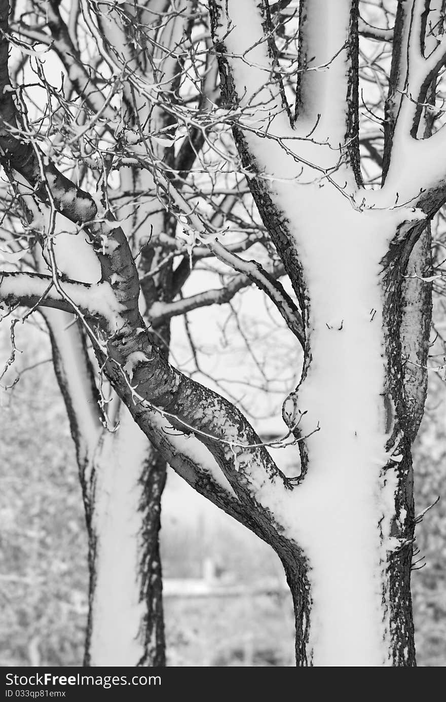 Trees covered by heavy snowfall. Trees covered by heavy snowfall.