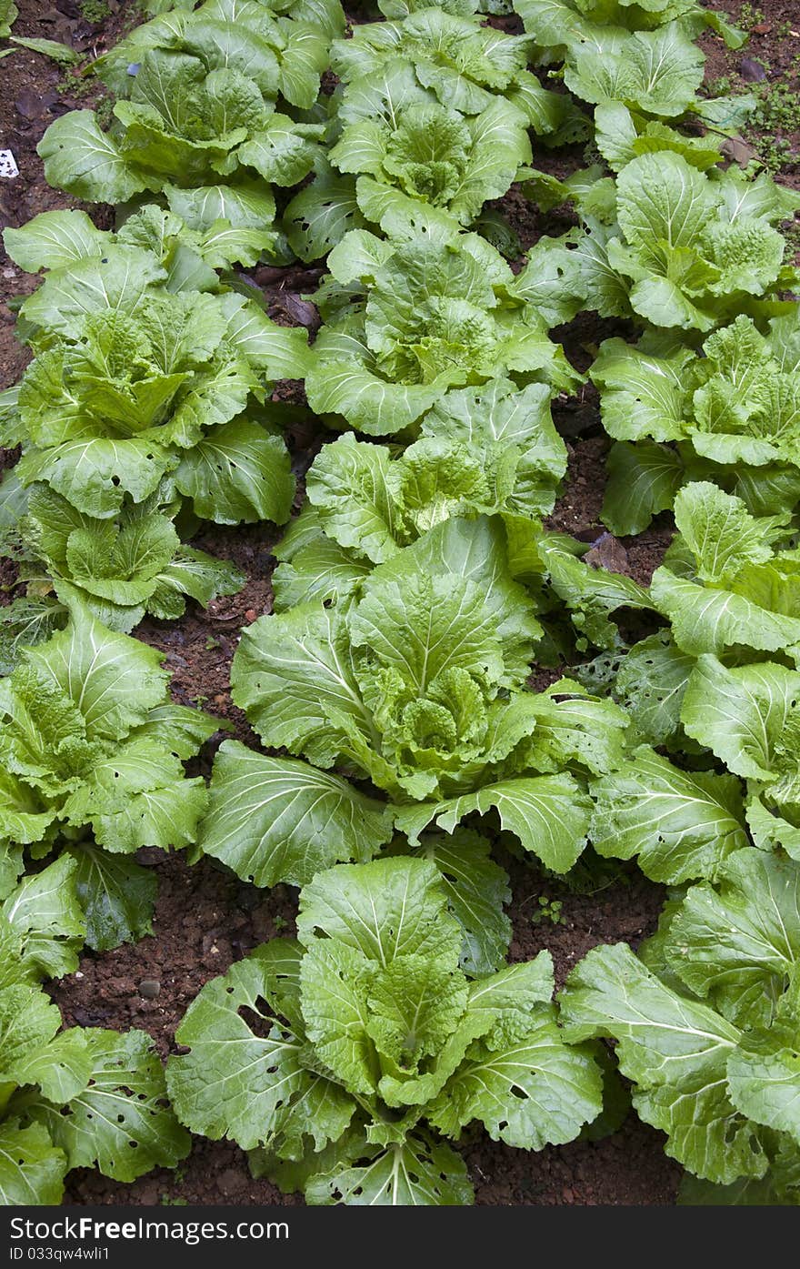 Chinese cabbage ,Pest damage,nature