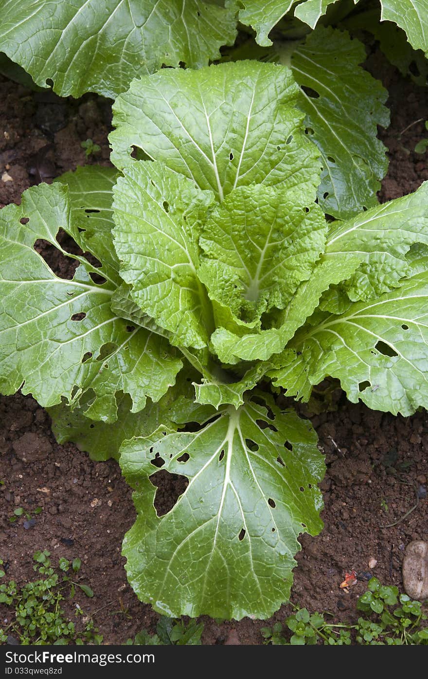 Chinese cabbage ,Pest damage,nature