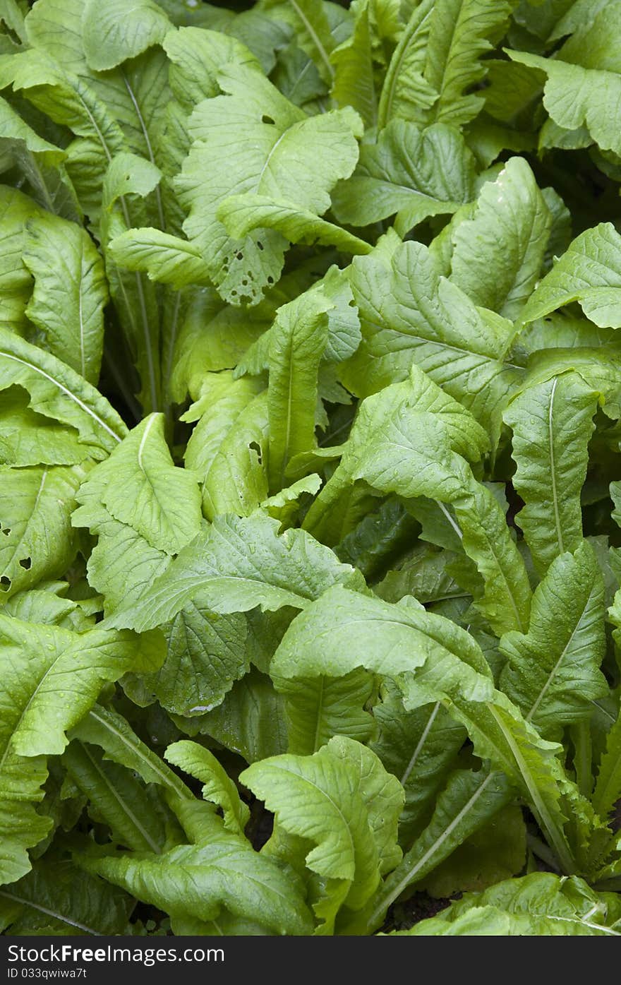 Chinese cabbage ,Pest damage,nature