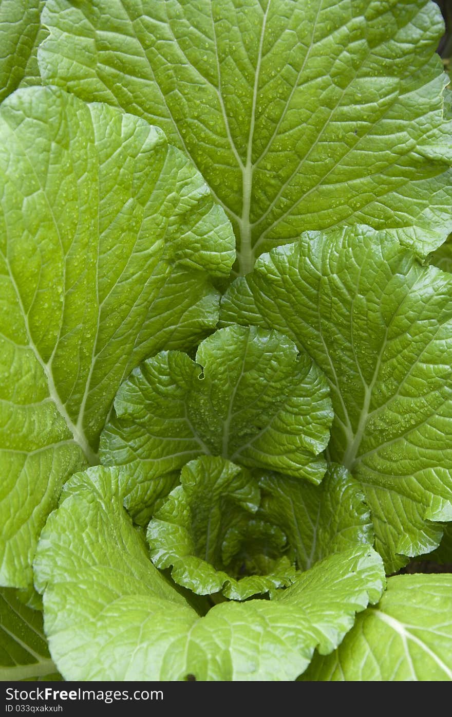 Chinese cabbage and rainwater, rain