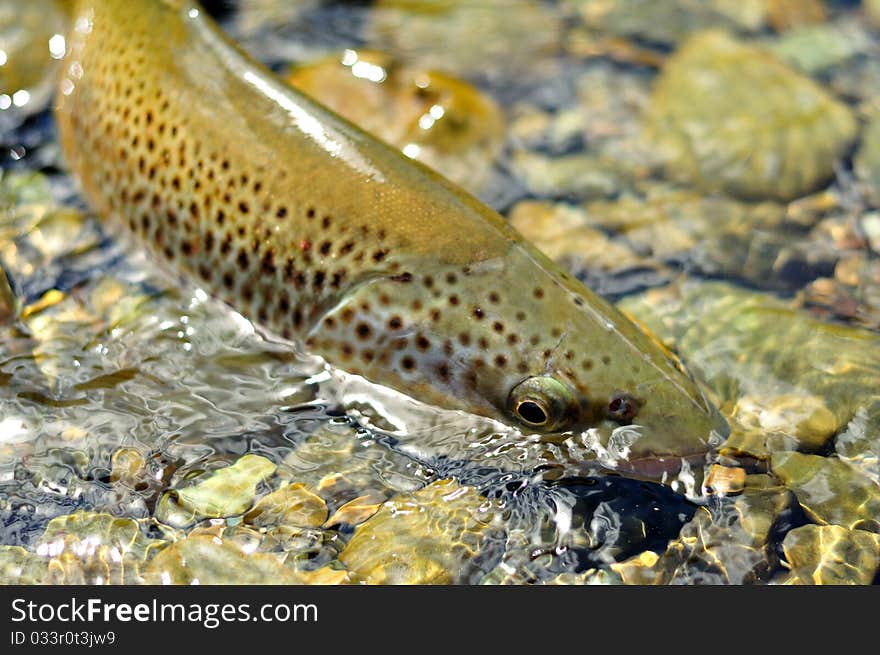 New Zealand's Big Trout!. New Zealand's Big Trout!