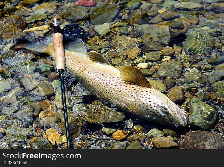 New Zealand's Big Trout!. New Zealand's Big Trout!